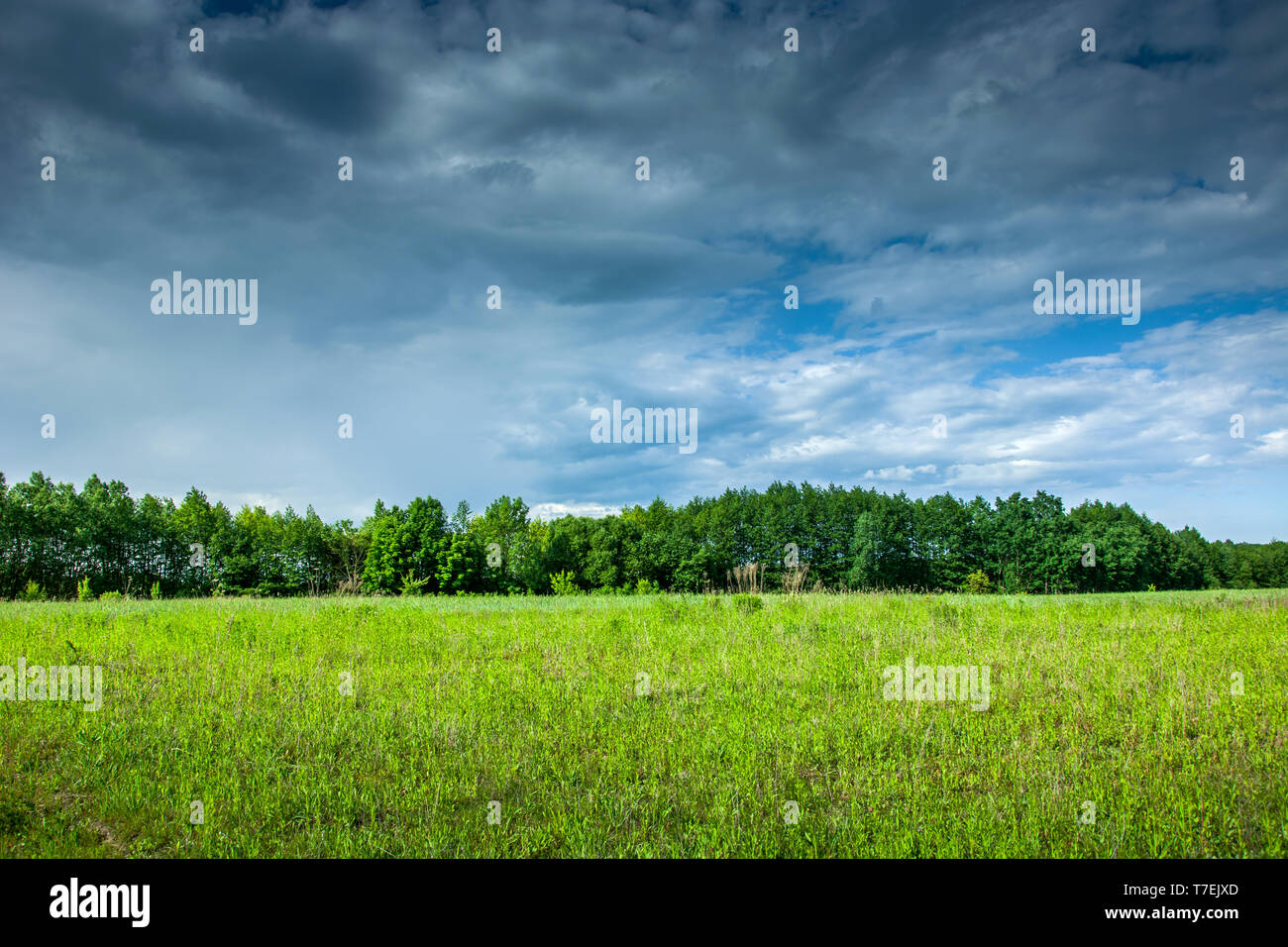Campo verde, alberi e nuvole grigie nel cielo Foto Stock