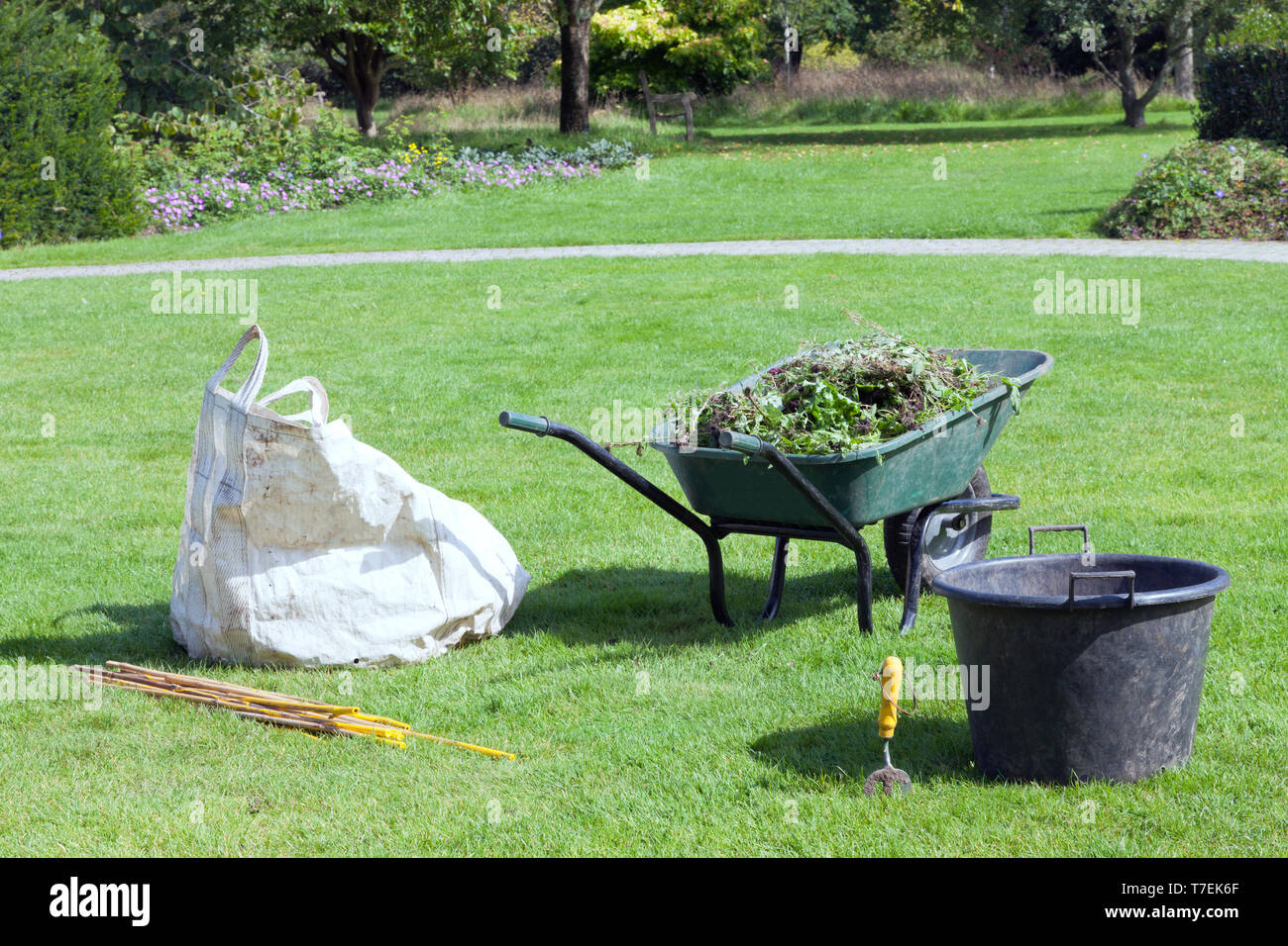 Lavori di giardinaggio in un giardino estivo, carriola verde pieno di erbacce, bianco sacco della spazzatura, benna per, bastoni . Foto Stock