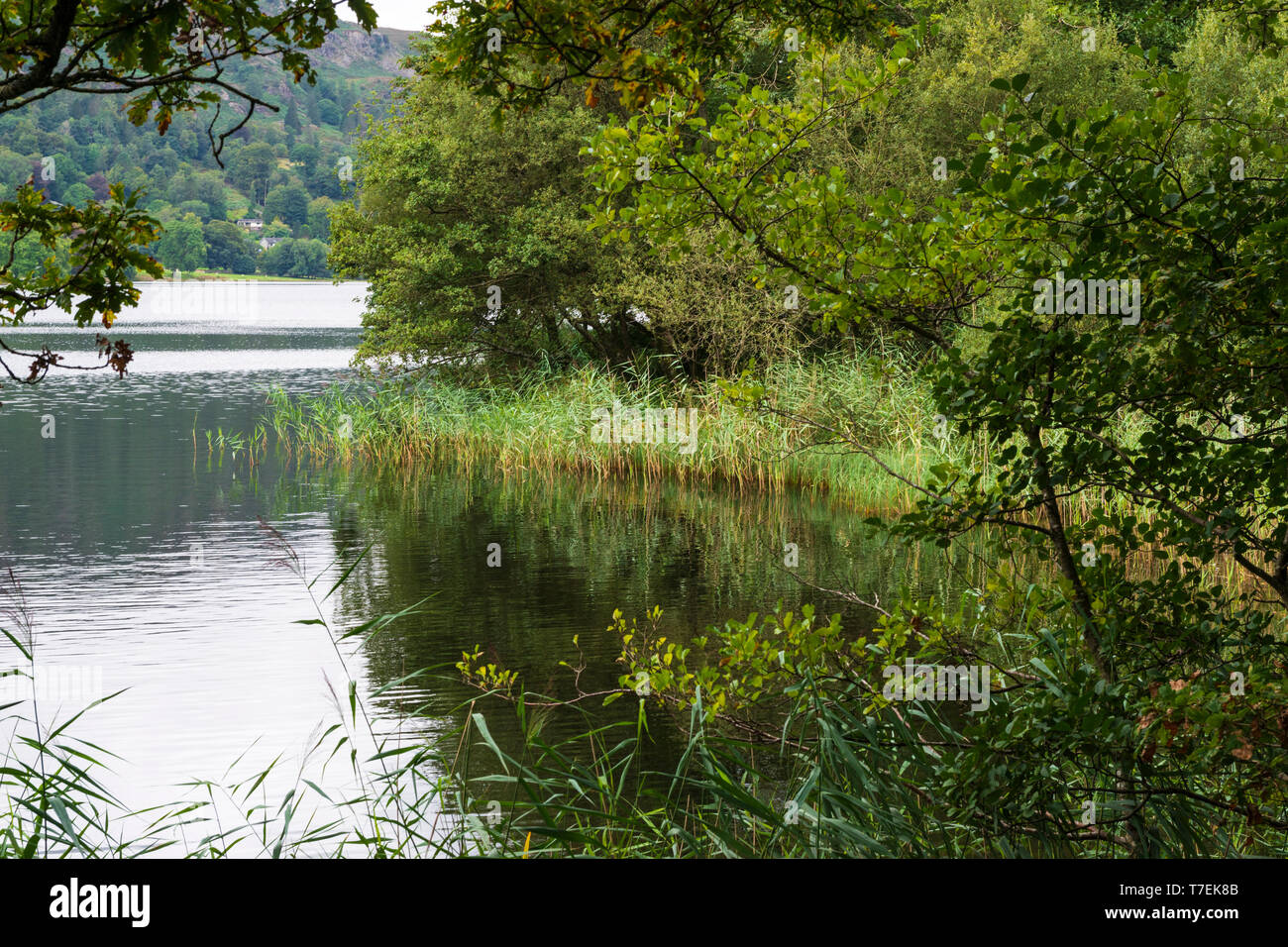 Grasmere Lake nel Parco Nazionale del Distretto dei Laghi, Cumbria, England, Regno Unito Foto Stock