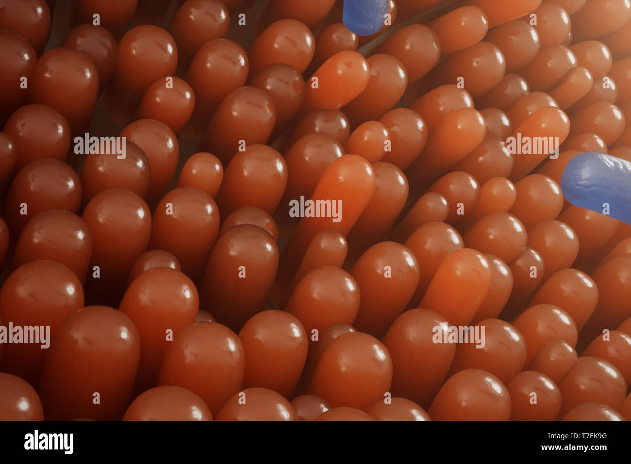 Villi intestinali, la mucosa intestinale. I batteri e i microbi negli intestini. Villi microscopiche e capillare. Intestino umano, malattia cronica. Epatite Foto Stock