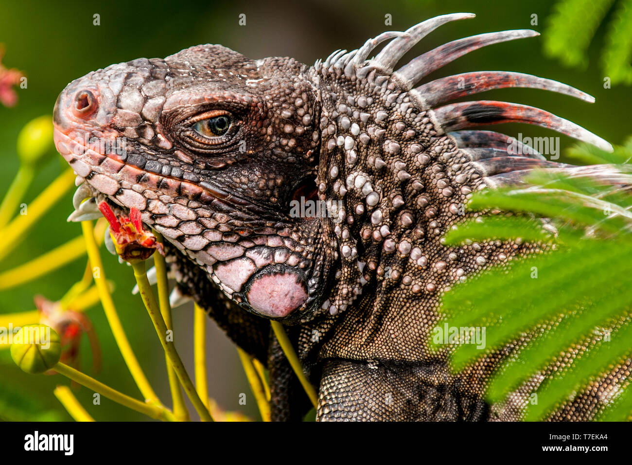 Verde (iguana Iguana iguana), san Tommaso, Isole Vergini americane. Foto Stock