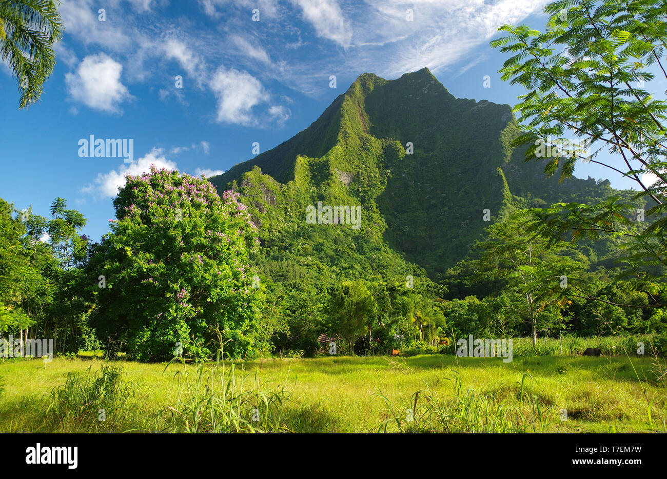 Il Monte Rotui Moorea Tahiti Foto Stock