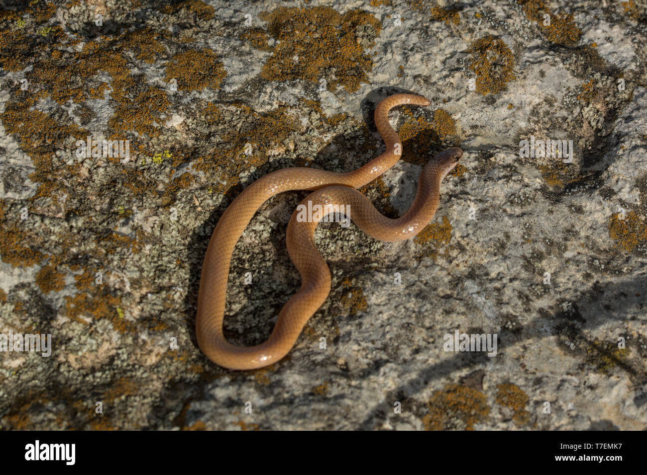 A testa piatta (Snake Tantilla gracilis) da Chase County, Kansas, Stati Uniti d'America. Foto Stock