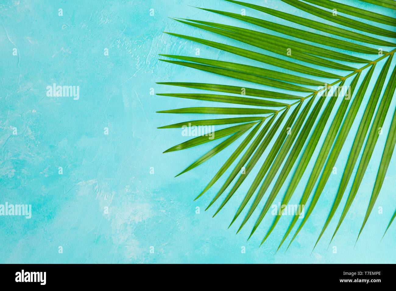 Tropical di foglie di palma su sfondo blu. Vista dall'alto. Copia dello spazio. Foto Stock