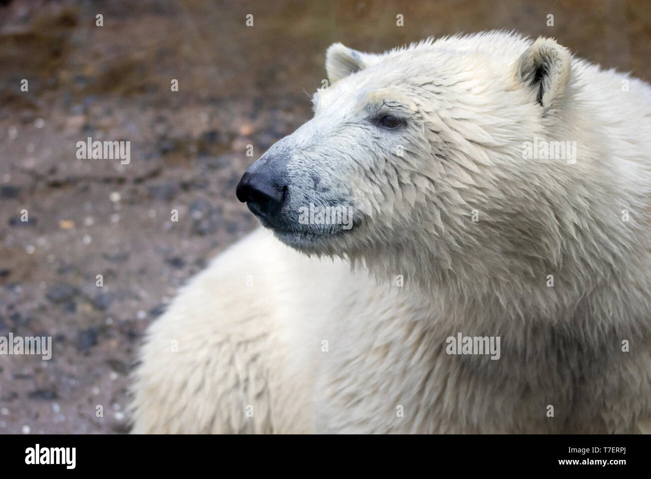 Immagine del muso di un animale selvatico orso polare Foto Stock