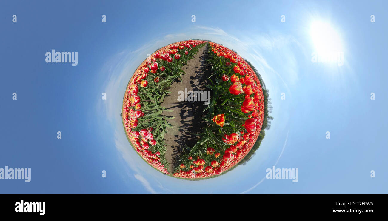 Minuscolo pianeta di splendidi fiori in campo nei Paesi Bassi Foto Stock