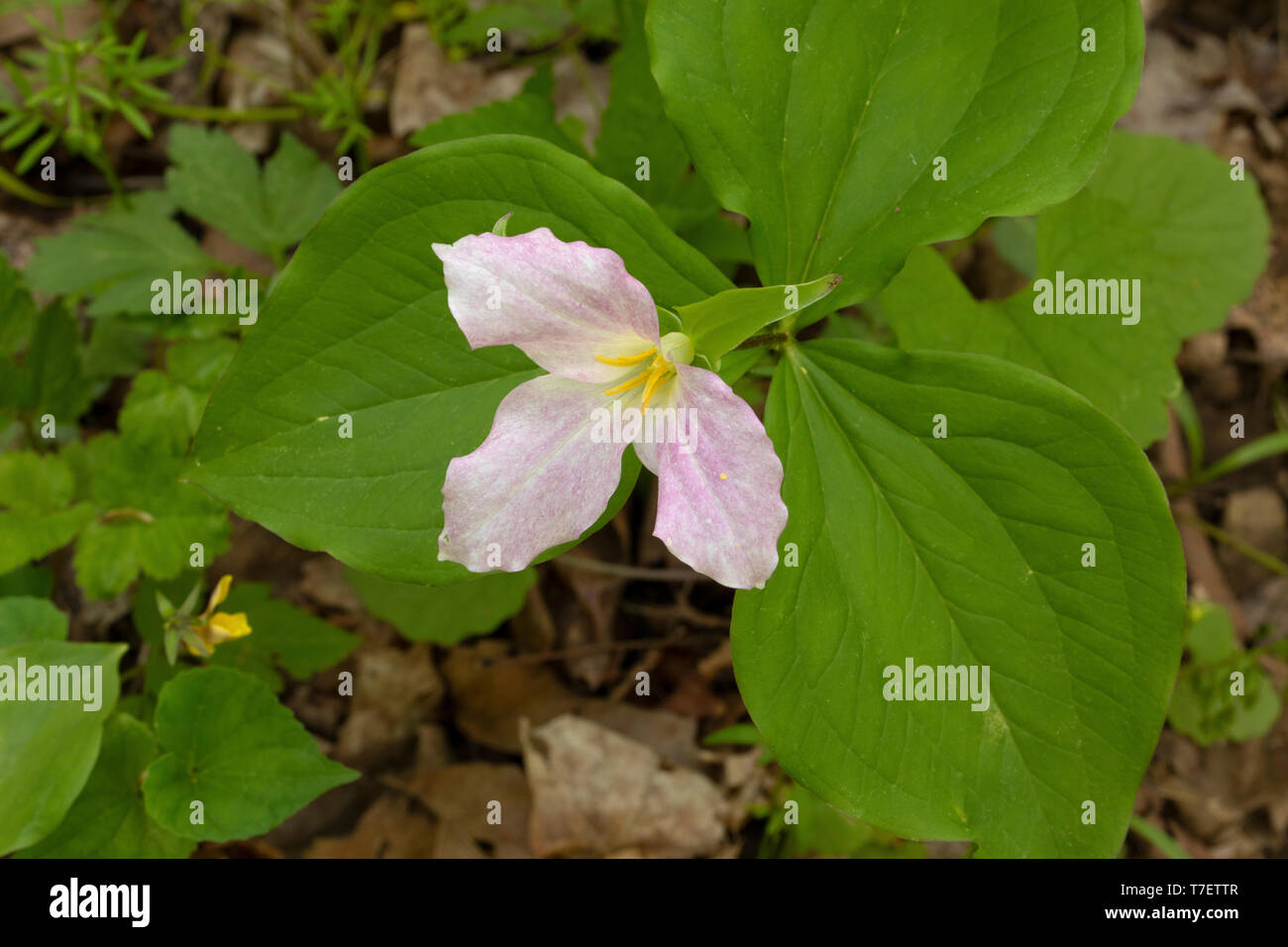 A FIORE GRANDE trillium Foto Stock