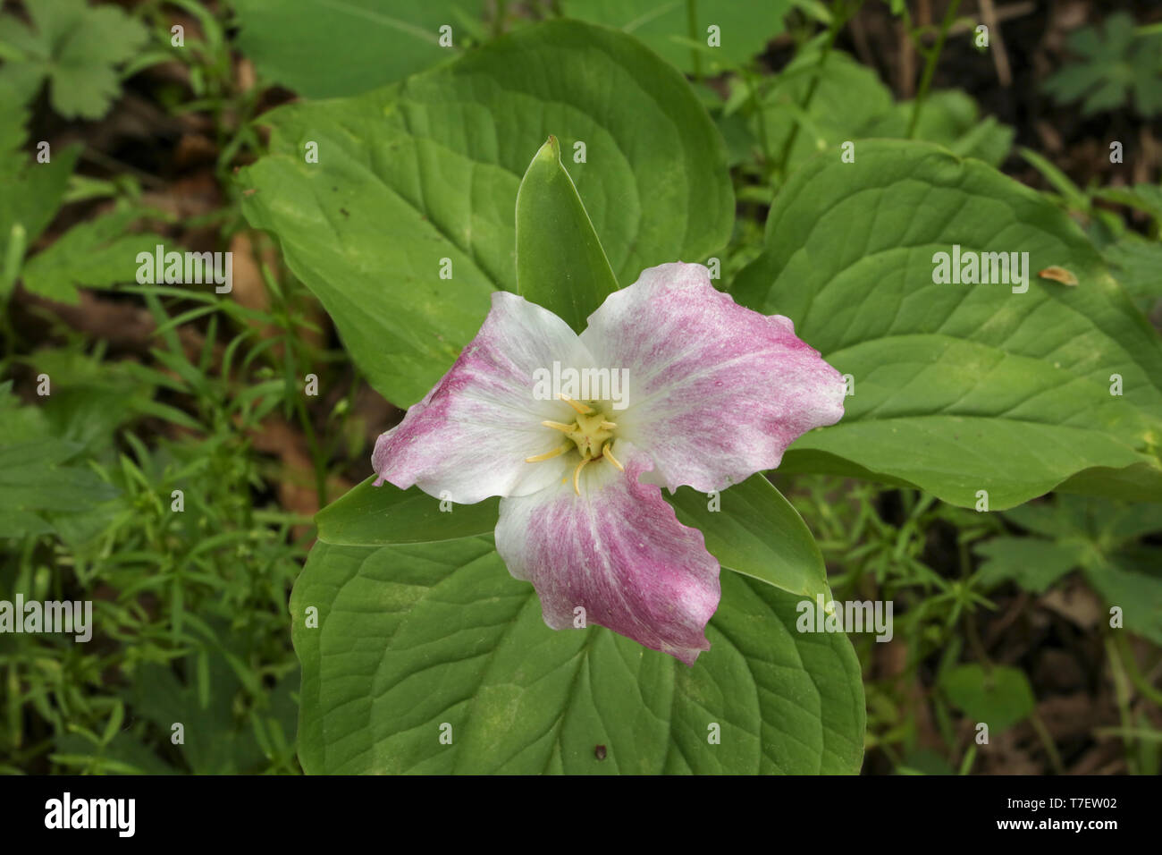 A FIORE GRANDE trillium Foto Stock