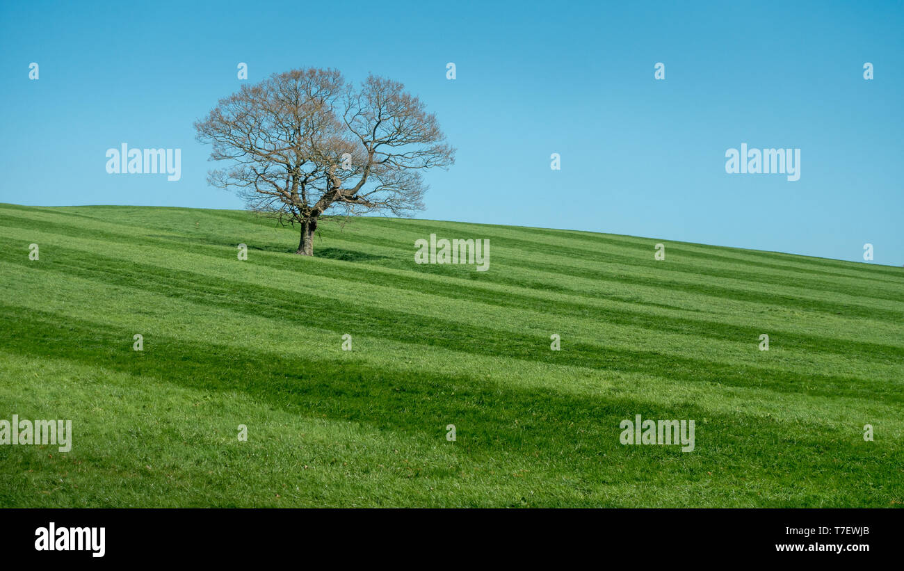 Ampie strisce di erba in un campo da un silaggio tagliato su terreni agricoli con un albero solitario e cielo blu, Yorkshire Foto Stock