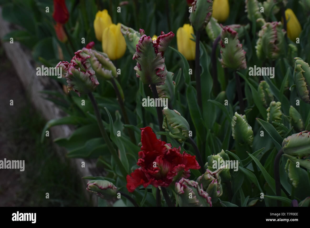 Viridiflora Tulip Esperanto, scarpe di legno Tulip Festival Foto Stock