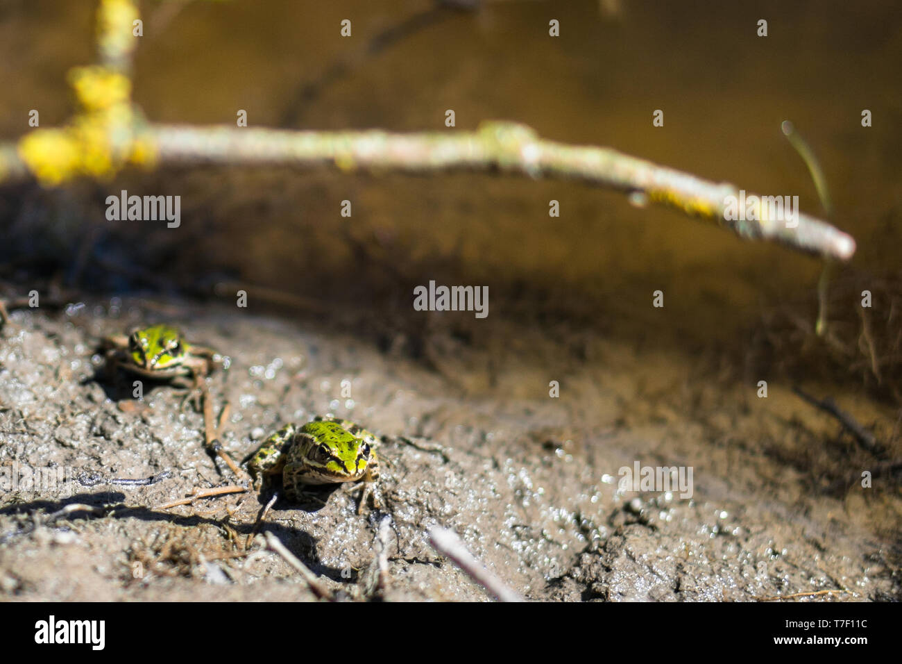 Due rane (Pelophylax lessonae) concentrarsi su una rana in avanti. Fiume rane illuminata dal sole di primavera. Rana nella parte posteriore è leggermente sfocata. Foto Stock