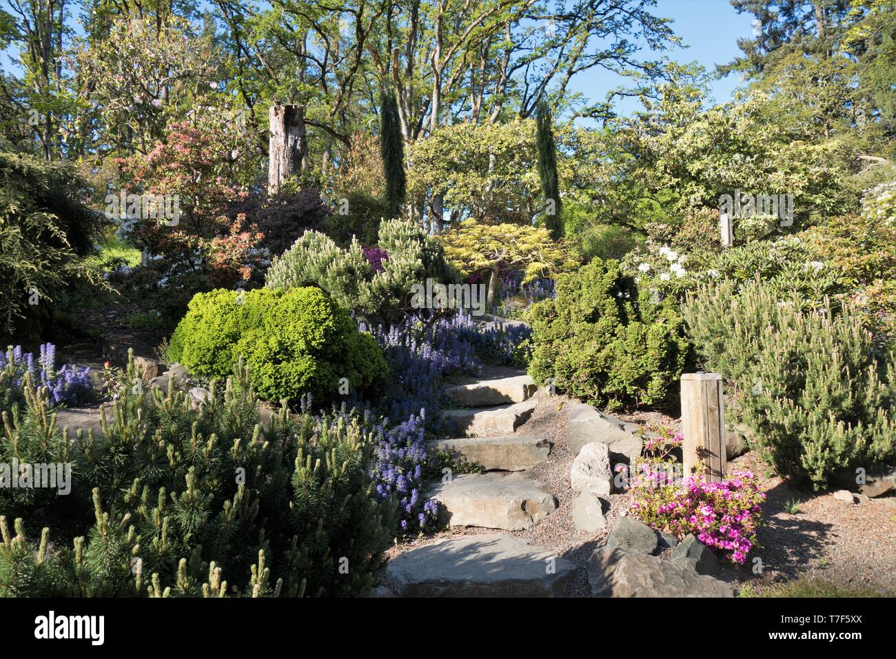 Il giardino di rododendro in Hendricks Park di Eugene, Oregon, Stati Uniti d'America. Foto Stock