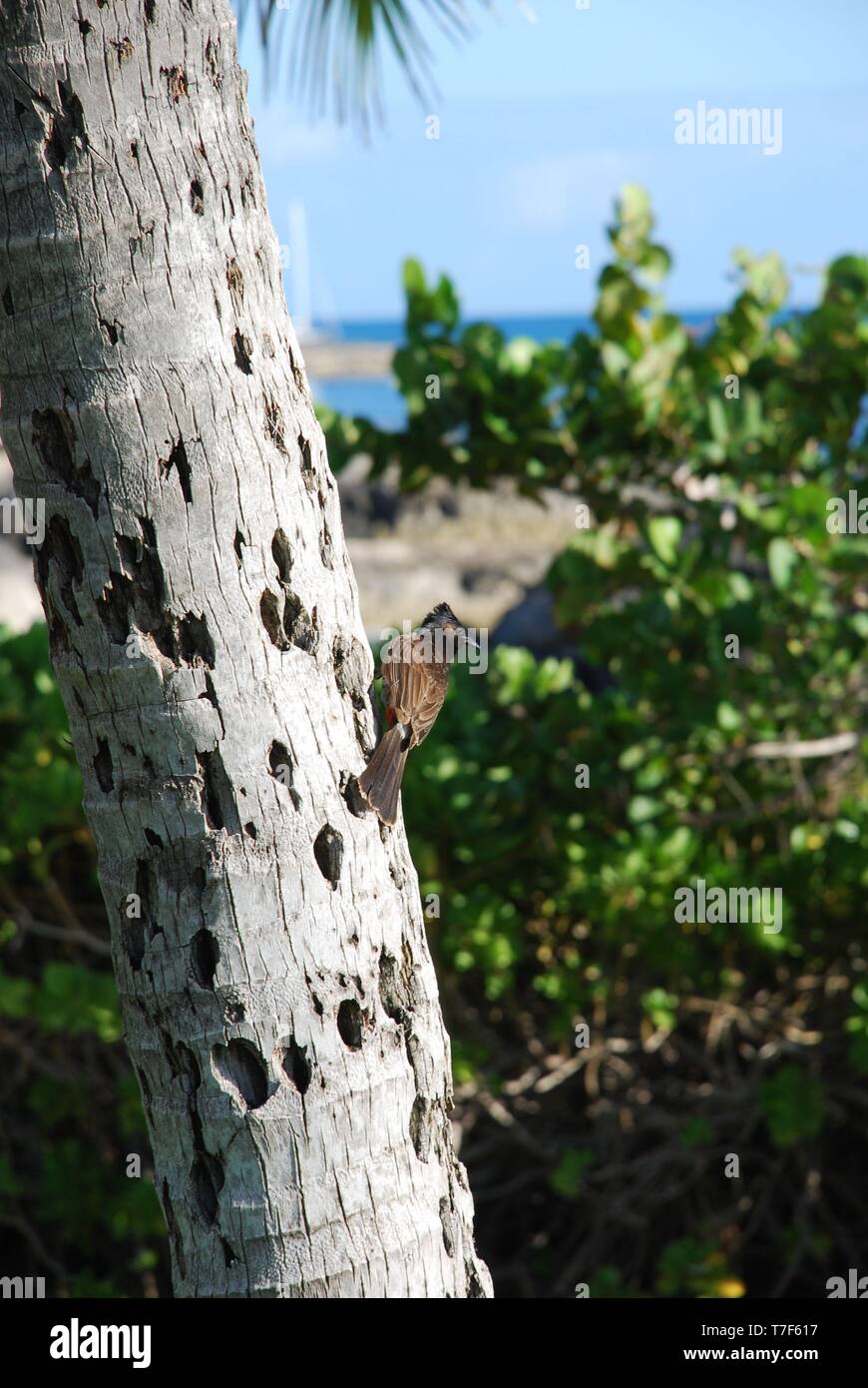 Bird su un albero in Oahu Hawaii Foto Stock