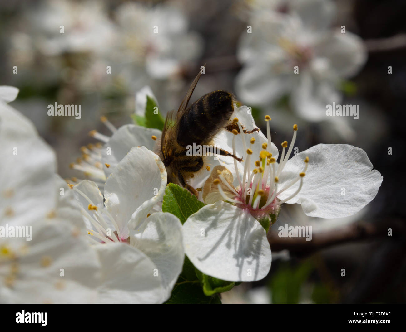 Un'ape mirabelle impollinare i fiori. Processo di impollinazione, raccogliendo il nettare. Soleggiato, giornata di primavera. Sfondo sfocato. Foto Stock
