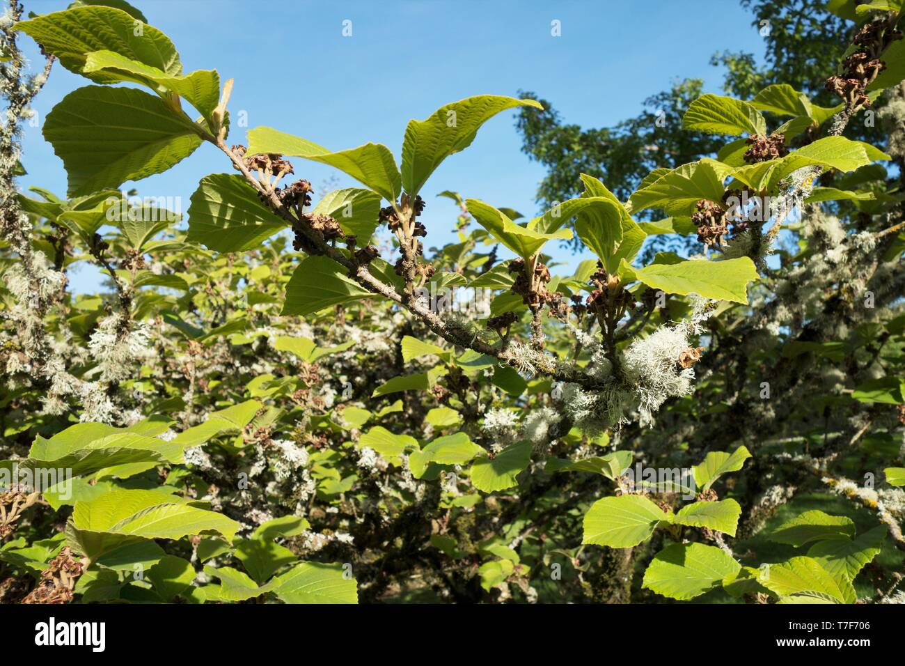 Un albero di amamelide - Hamamelis × intermedia "Primavera" - presso Alton Baker Park di Eugene, Oregon, Stati Uniti d'America. Foto Stock