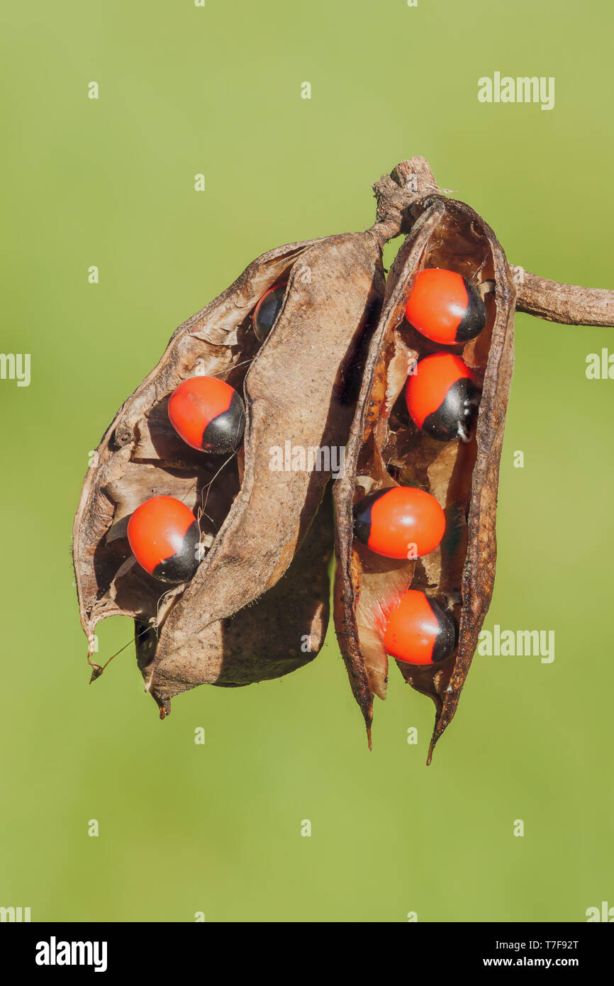 Rosario pisello (Abrus precatorius) seedpods mostra il colore rosso brillante semi che sono altamente tossici per gli esseri umani. Foto Stock