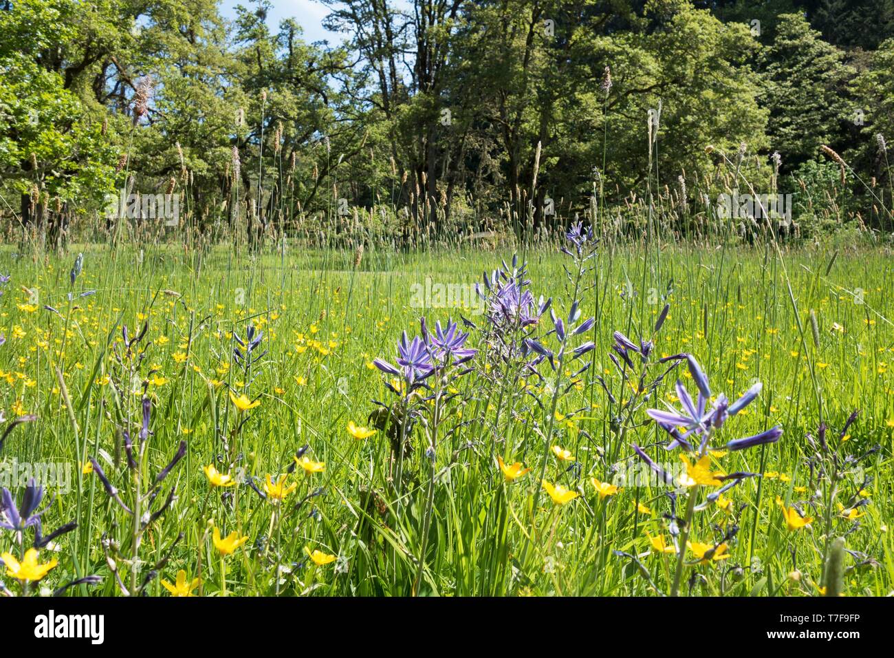 Un campo di fiori selvatici a Mount Pisgah Arboretum di Eugene, Oregon, Stati Uniti d'America. Foto Stock