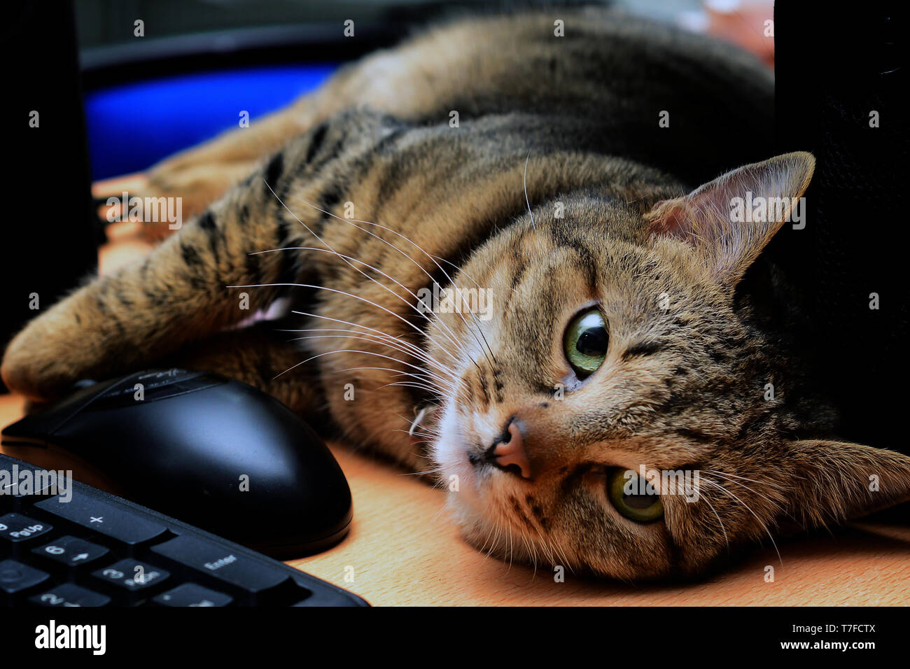 Gatto carino con pelliccia marrone che posa dal computer guardando la fotocamera Foto Stock