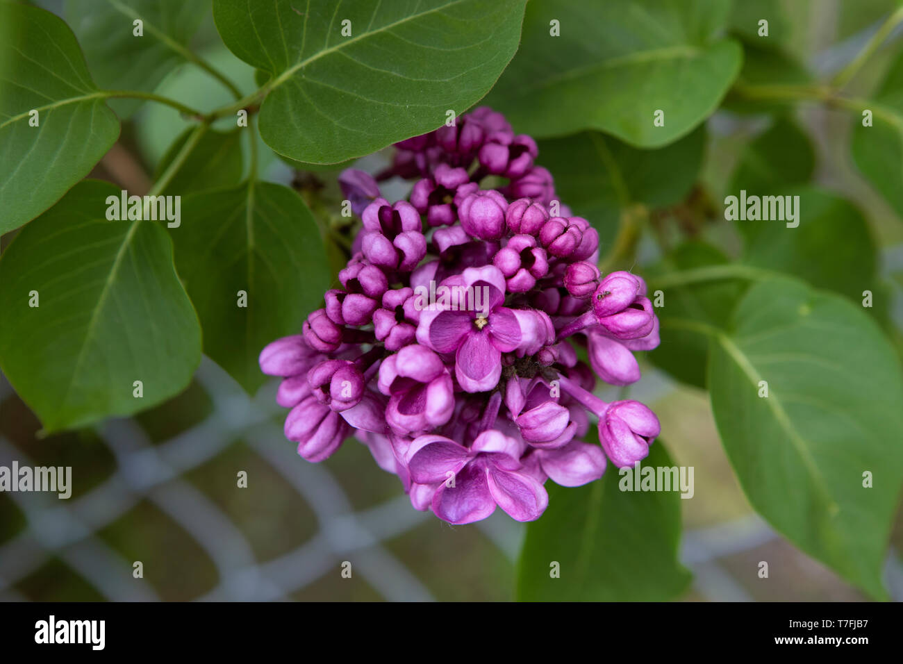 Comune di lilla, di Syringa vulgaris, fiore viola close up su uno sfondo sfocato. Cluster su brunch con foglie. Foto Stock