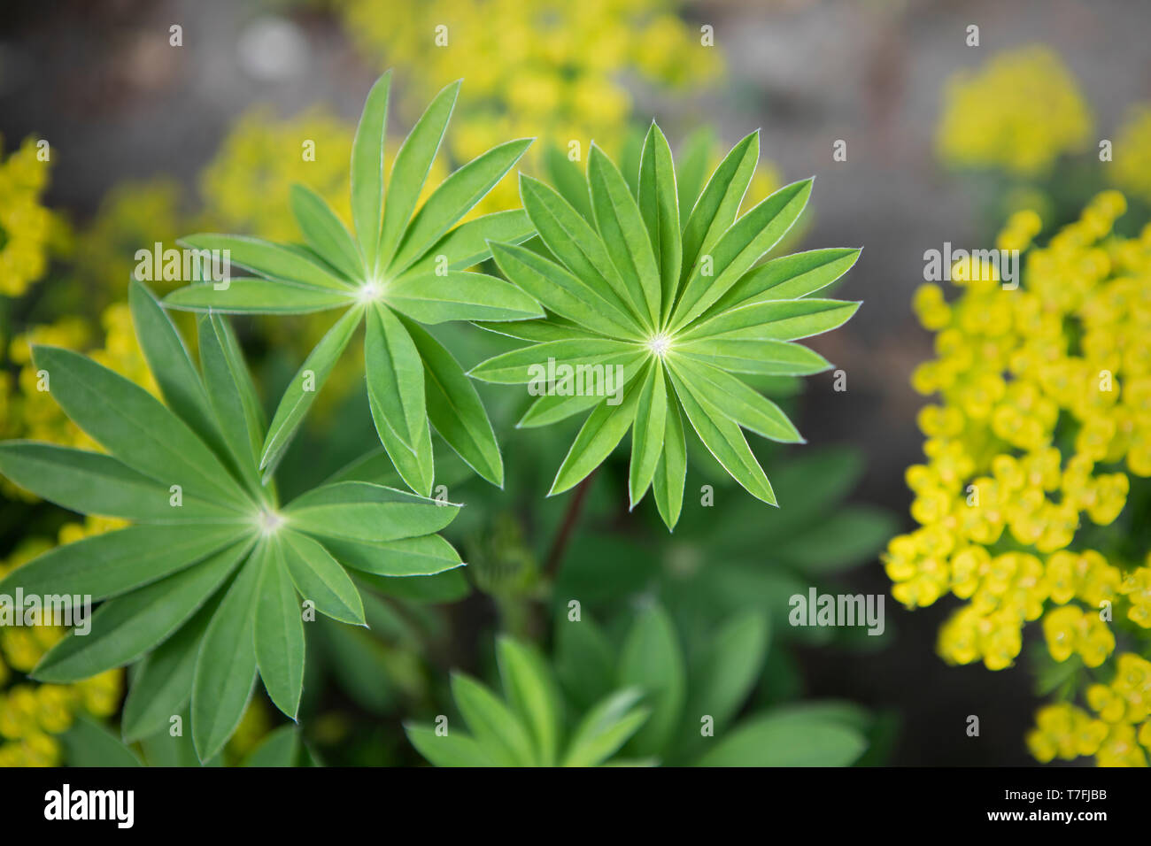 Tre rosette di foglie di forma e di giallo minuscoli fiori. Vista da sopra. Composizione di piante in giardino. Sullo sfondo del giardino. Sfumature di verde. Foto Stock