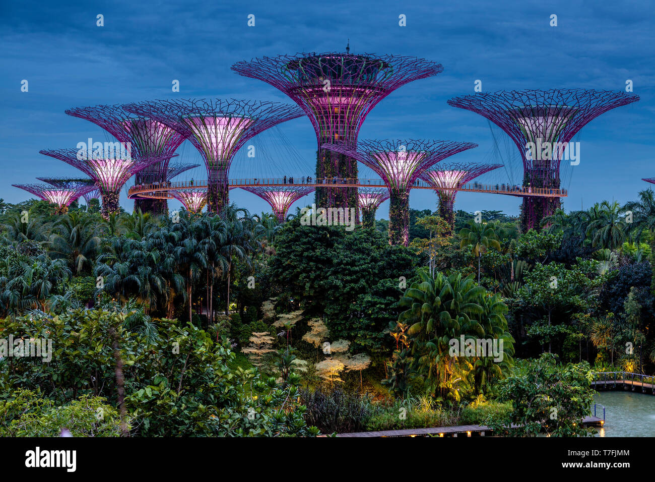 Supertree Grove presso i giardini dalla baia Natura Park, Singapore, Sud-est asiatico Foto Stock