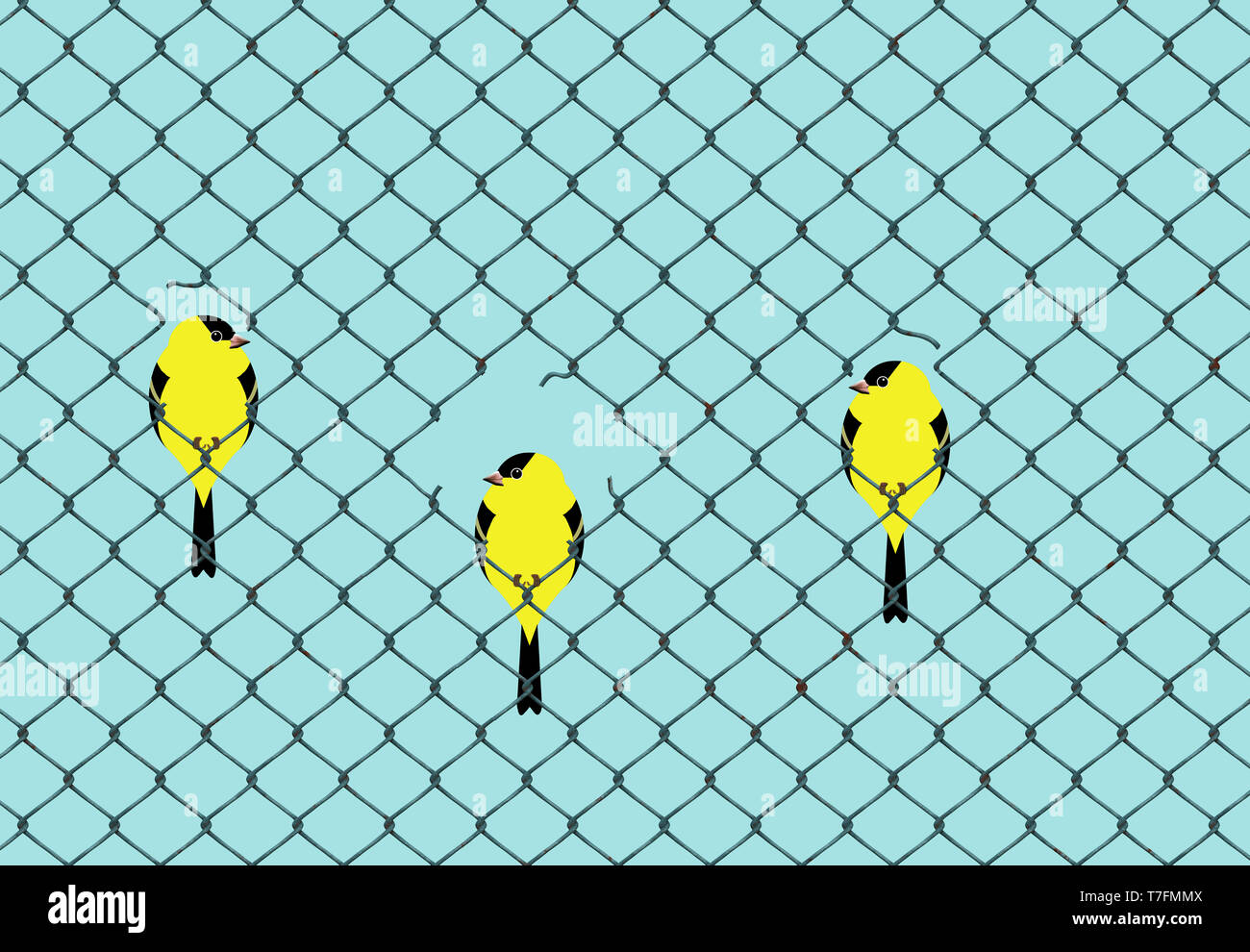 Giallo e nero che assomiglia uccelli cardellini sono visti con gli altri in appoggio sulla recinzione ad anelli filo. Foto Stock