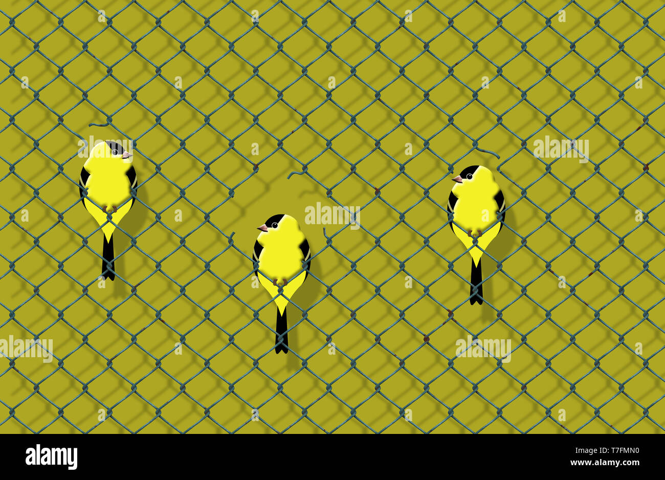 Giallo e nero che assomiglia uccelli cardellini sono visti con gli altri in appoggio sulla recinzione ad anelli filo. Foto Stock