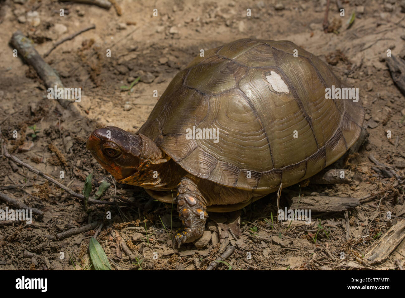 Un maschio adulto tre-toed Box Turtle (Terrapene carolina triungis) da Chatauqua County, Kansas, Stati Uniti d'America. Foto Stock