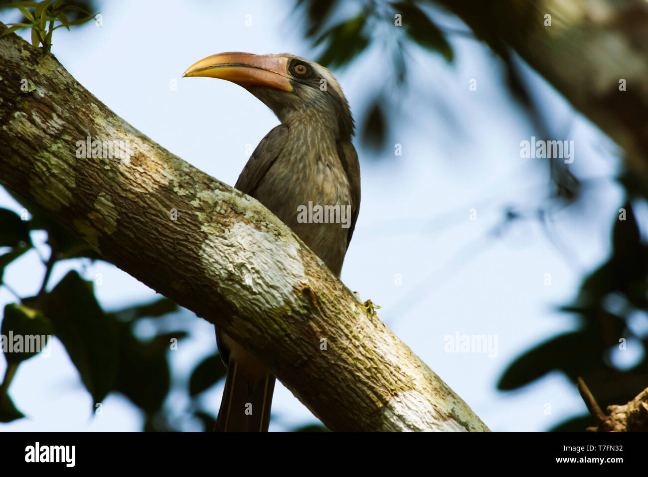 Il Malabar grigio hornbill, Ocyceros birostris, Dandeli National Park, Karnataka, uccelli, Dandeli. Foto Stock