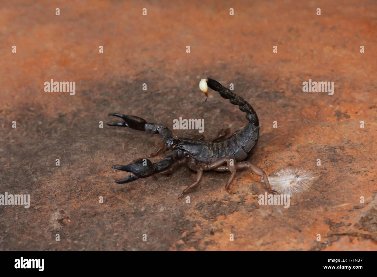 Heterometrus, Heterometrus xanthopus, scorpioni, Bapdev Ghat, fauna selvatica di Saswad, Maharashtra. Foto Stock