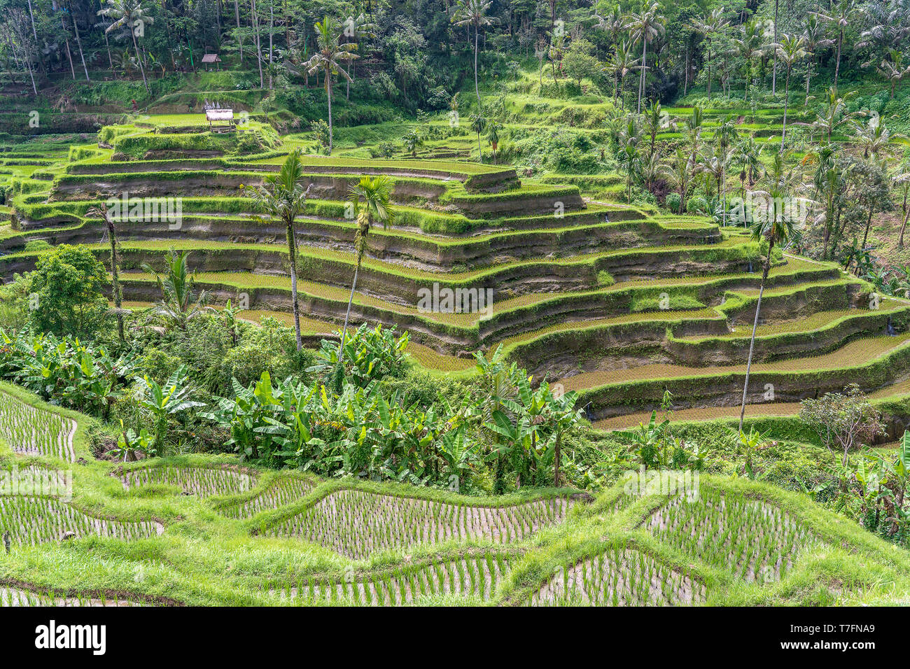 Verdi terrazze di riso in campi di riso sulla montagna vicino a Ubud, isola tropicale Bali, Indonesia . Concetto di natura Foto Stock