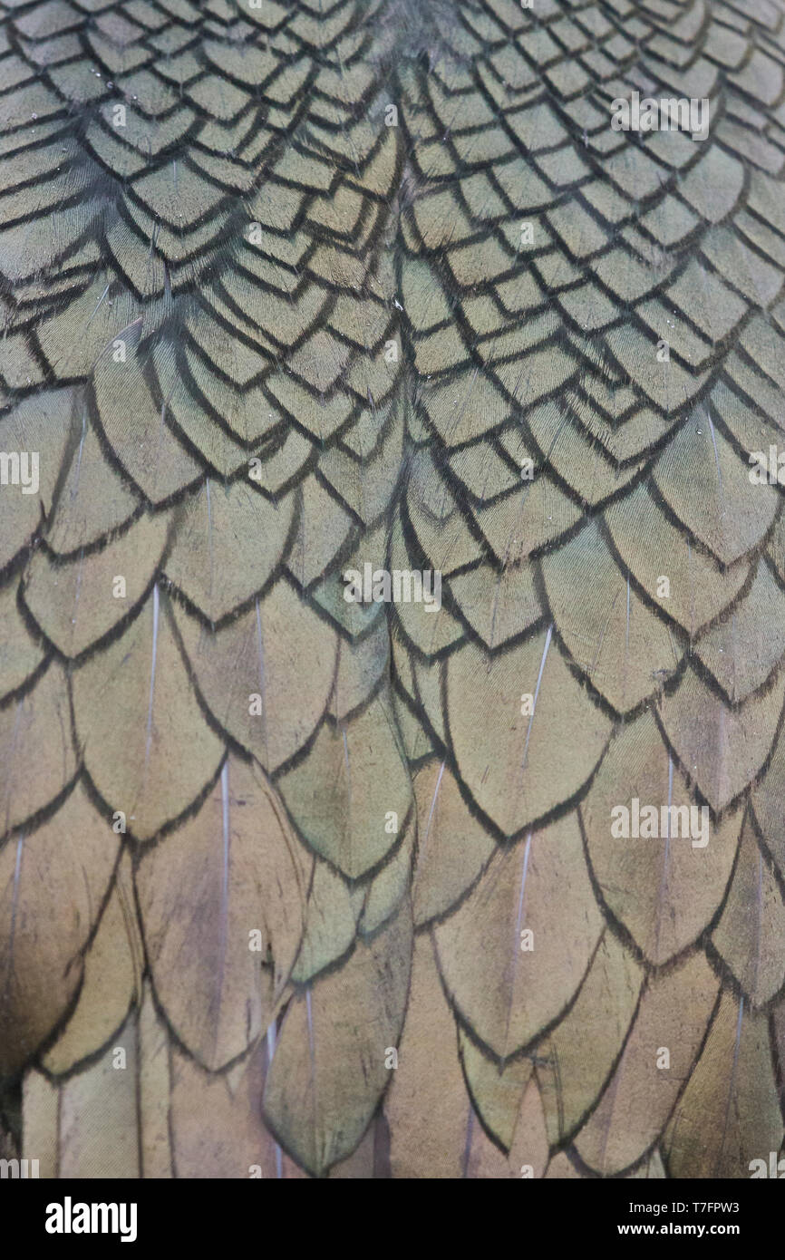 Marangone dal ciuffo (phalacrocorax aristotelis), Adulto piume close-up Foto Stock