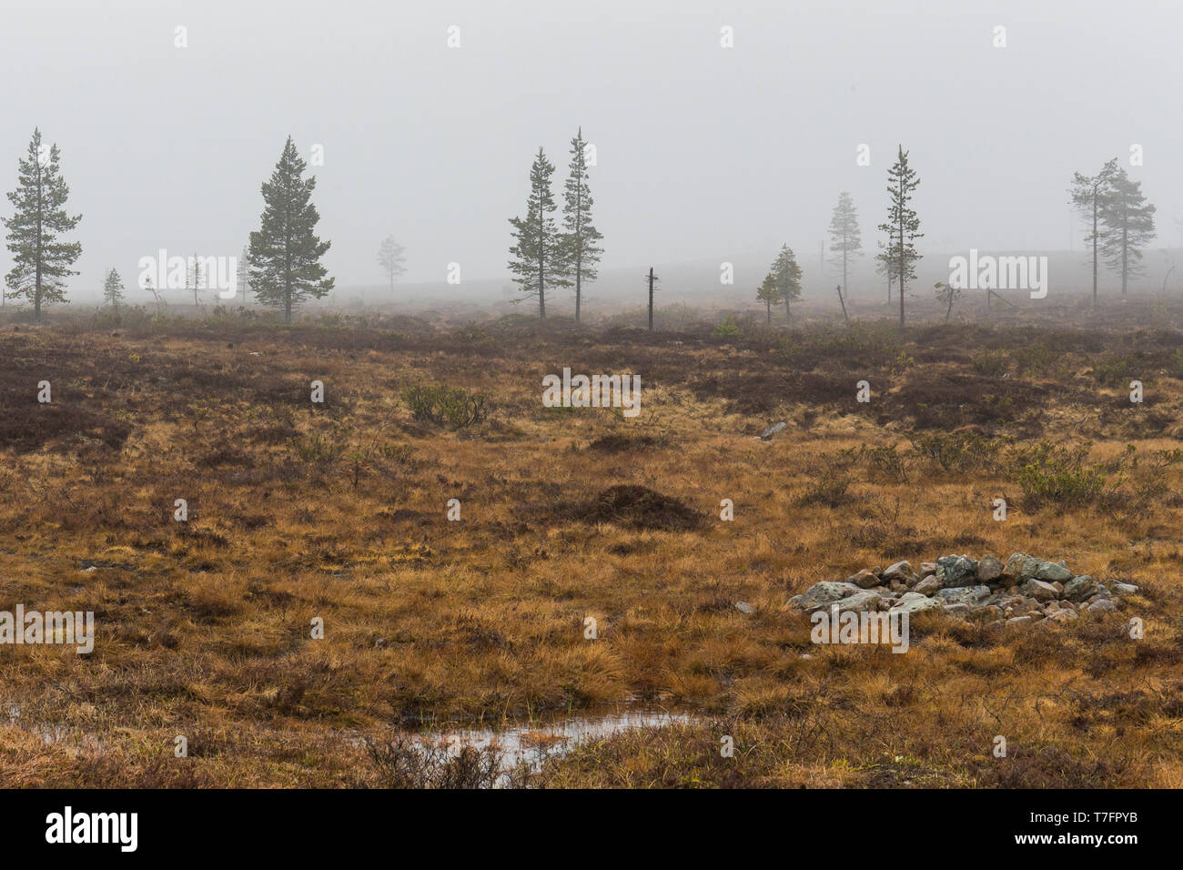 Kaunispää Hill, torbiere in una nebbia meteo Foto Stock