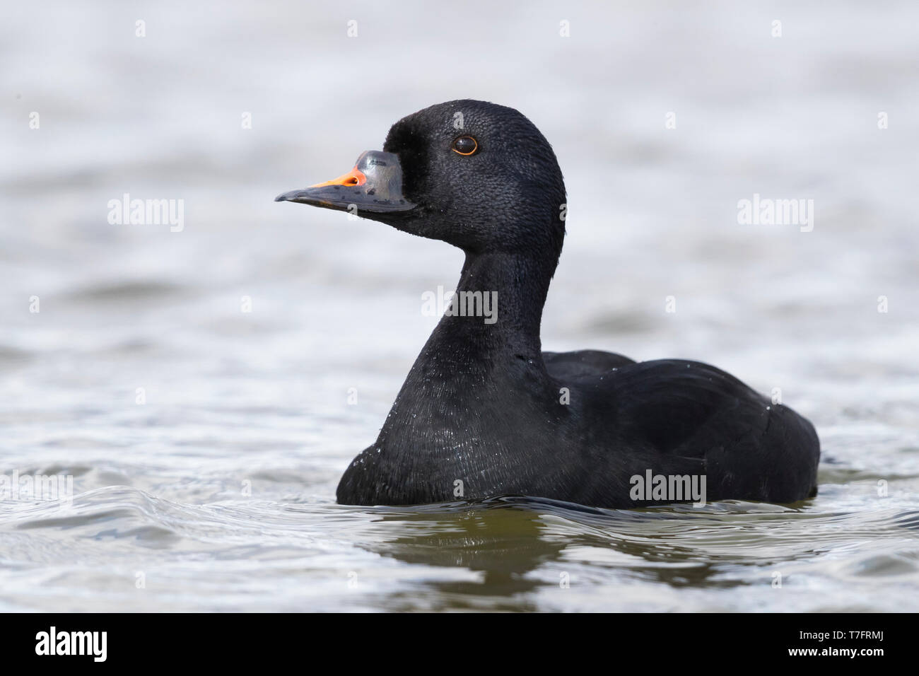 Comune (Orchetto Melanitta nigra), maschio adulto a nuotare in un lago Foto Stock