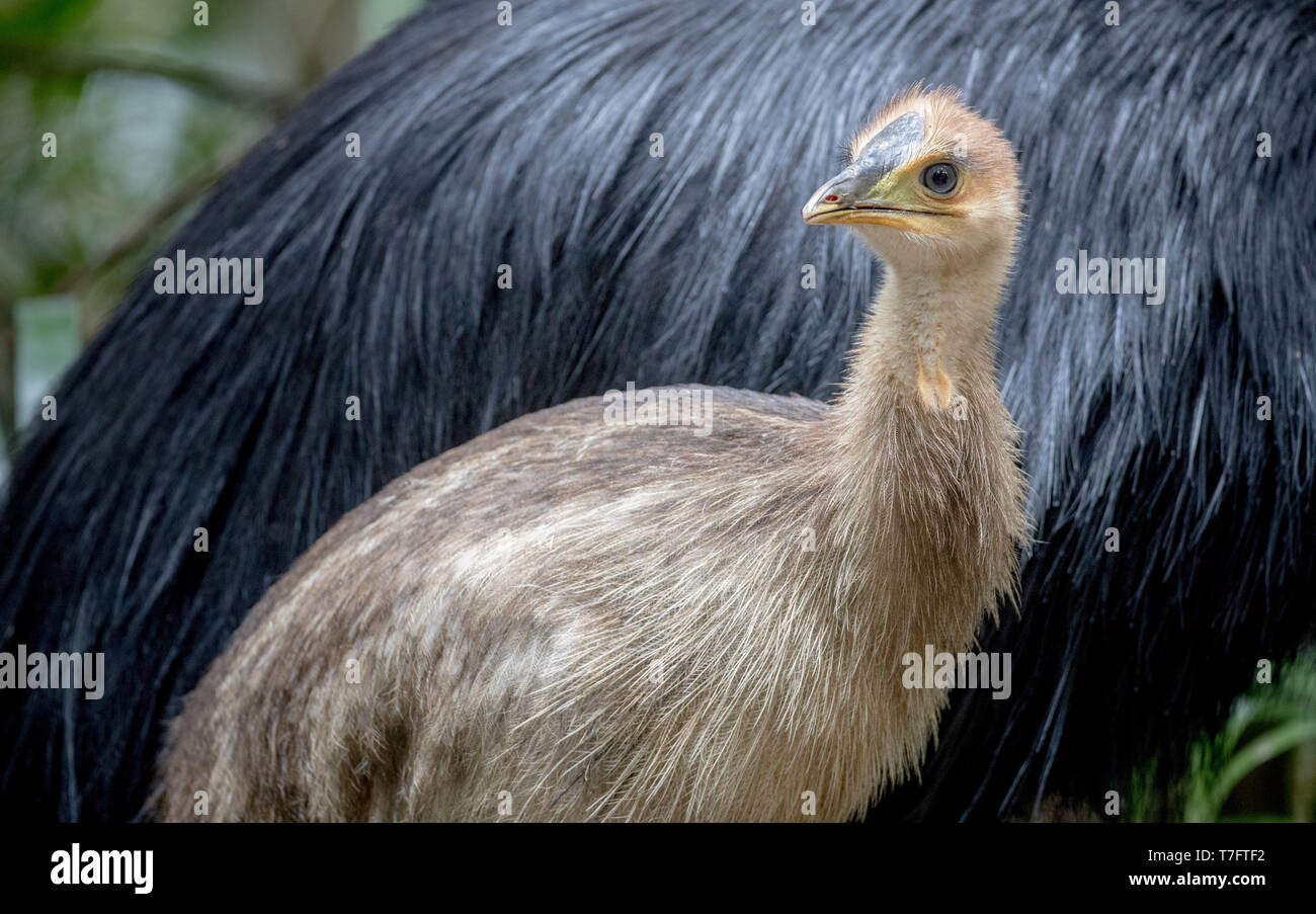 Primo piano di domare i capretti Casuario Meridionale (Casuarius casuarius) in piedi di fronte a un adulto in casa Casuario (Kuranda), alpeggi, Queensland Foto Stock