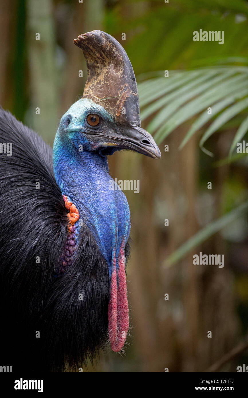 Primo piano di una tame Casuario Meridionale (Casuarius casuarius) in Casa Casuario (Kuranda), alpeggi, Queensland in Australia. Foto Stock