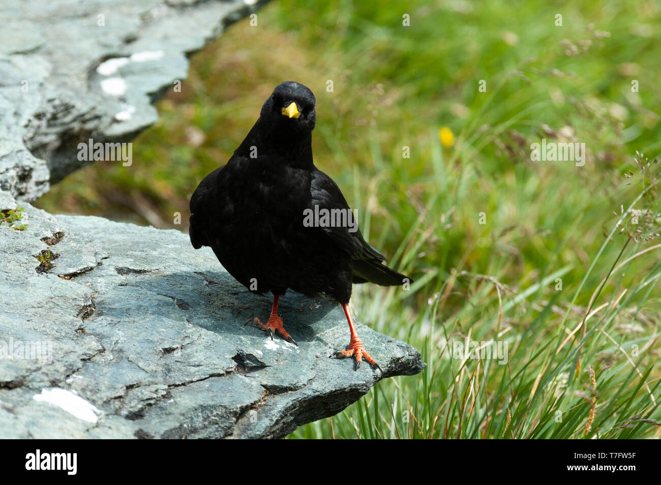 Indossato adulto gracchio alpino (Pyrrhocorax graculus) arroccata su una roccia durante la tarda estate lungo il famoso monte Großglockner Hochalpenstraße nelle Alpi di Aust Foto Stock
