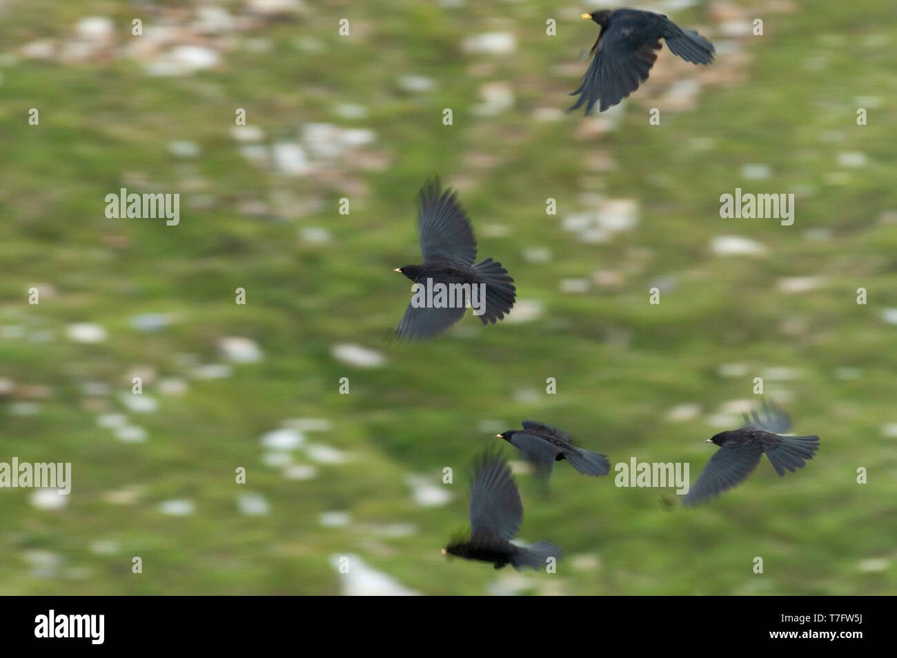 Gregge di battenti gracchi alpini (Pyrrhocorax graculus) al di sopra di un pendio montano presso il famoso monte Großglockner Hochalpenstraße nelle alti alpi dell'Austria. Foto Stock