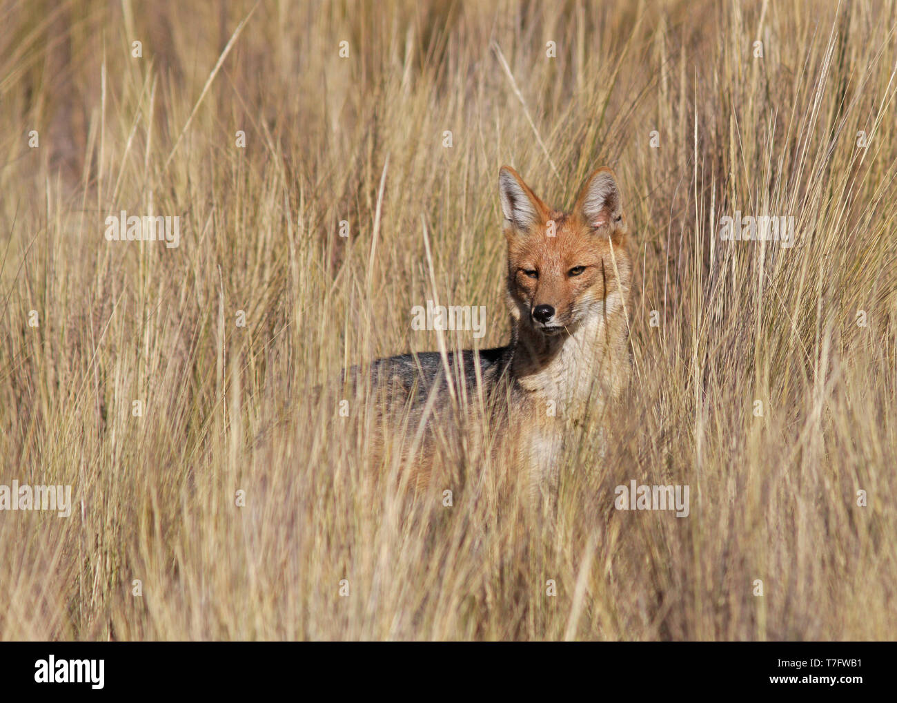 Culpeo o Fox andina di vegetazione Foto Stock