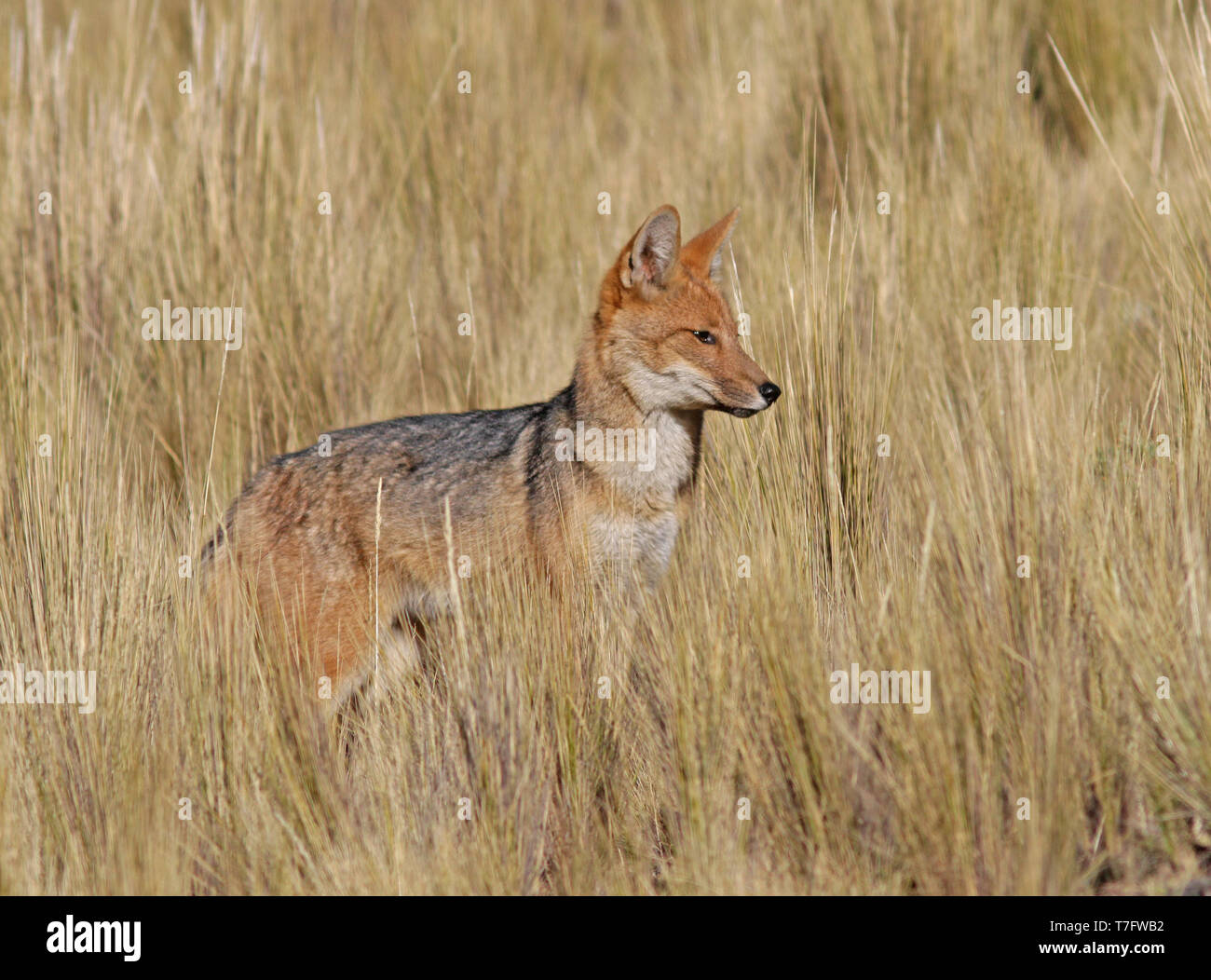 Culpeo o Fox andina di vegetazione Foto Stock