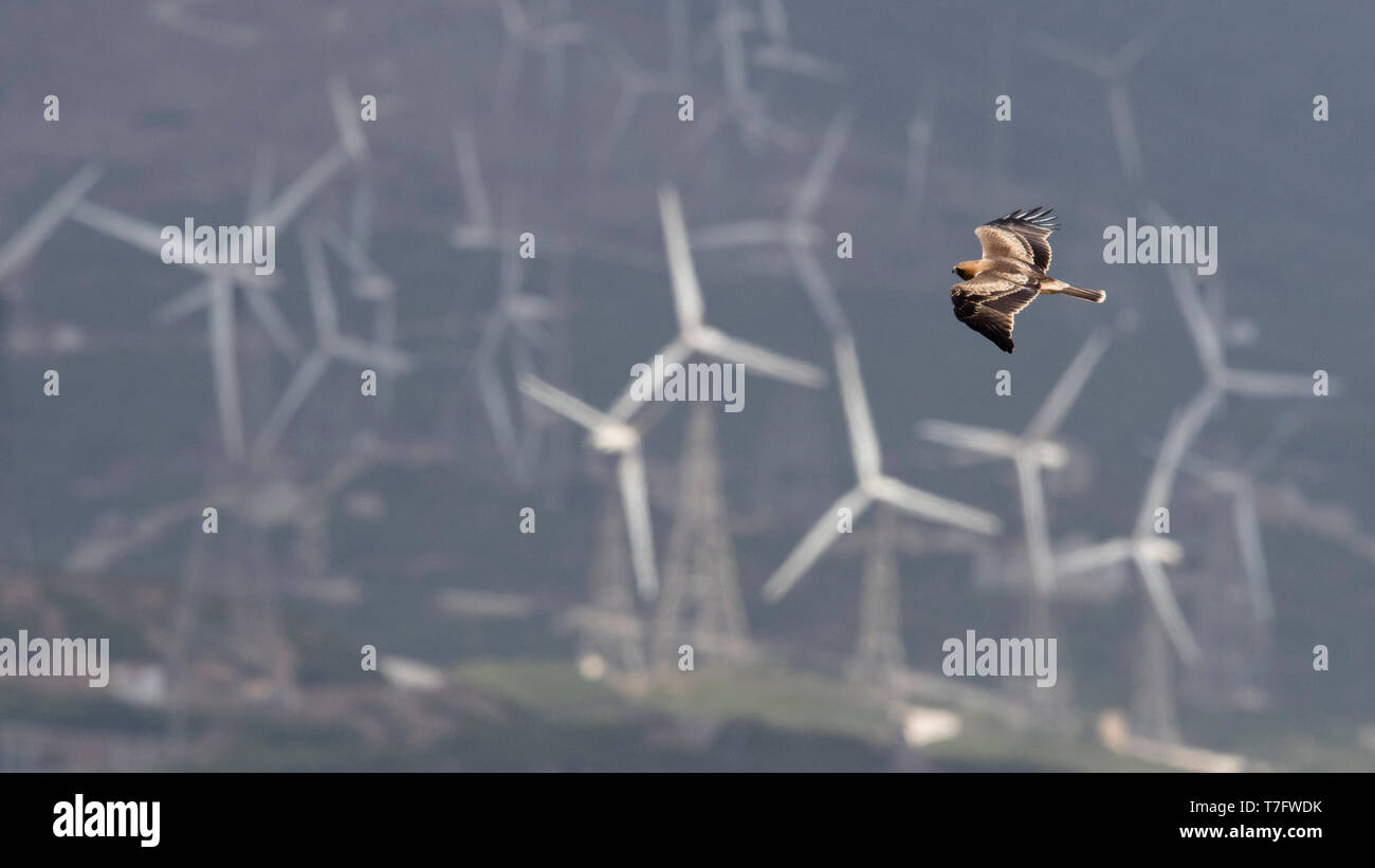 Avviato Eagle (Hieraaetus pennatus) in volo e mulini a vento in background. Spagna Foto Stock