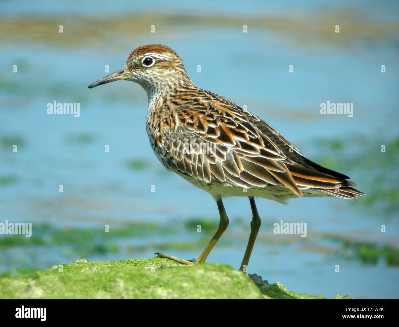 Sharp-tailed Sandpiper; 27/04/2008 su Heuksan fare Island - Corea del Sud Foto Stock