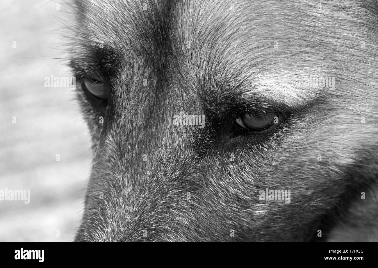 Primo piano Occhi di cane isolato su sfondo sfocato, in bianco e nero Foto Stock