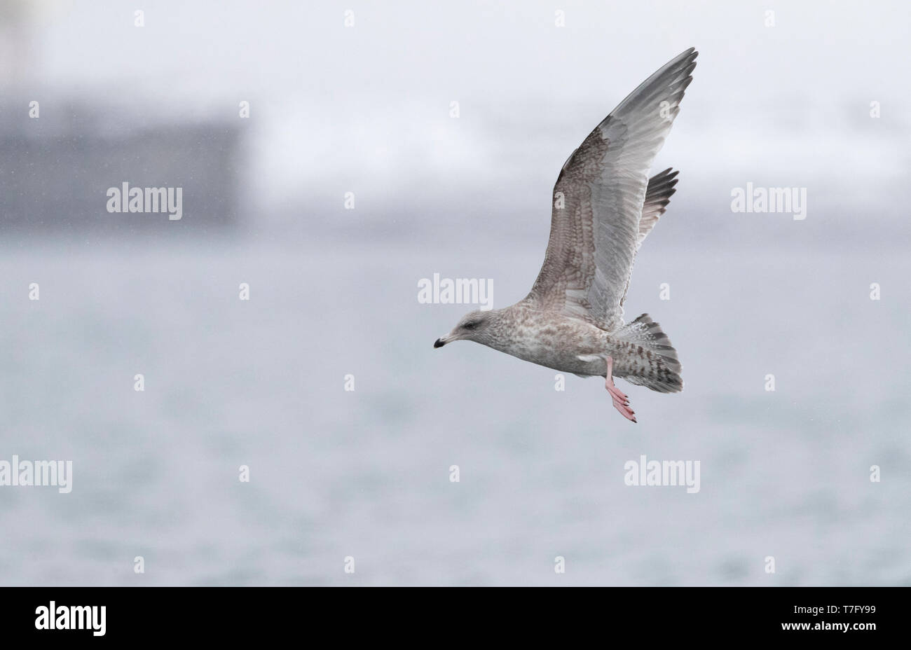 Immaturo Aringa europea gabbiano (Larus argentatus argentatus) nel nord artico Norvegia durante il periodo invernale. Vista laterale di un uccello che vola in porto snowi whilest Foto Stock