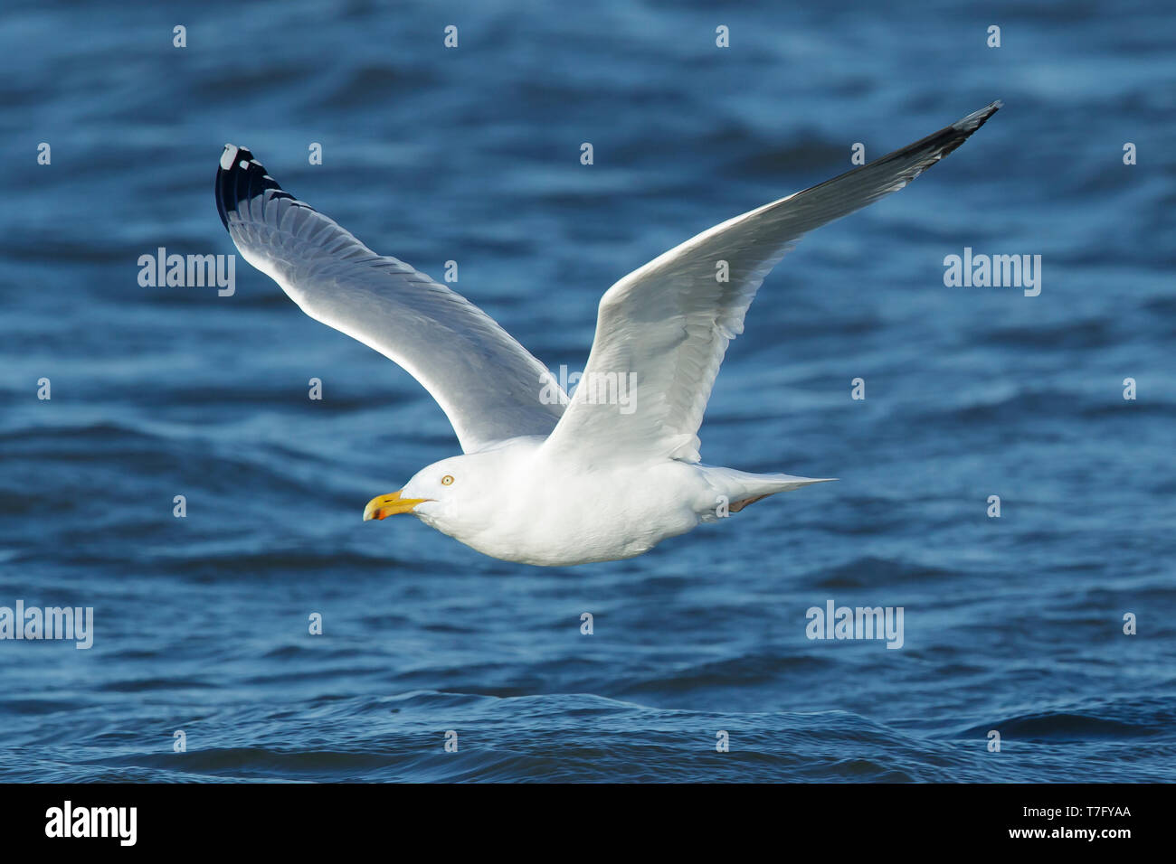 Adulto American Aringa Gabbiano (Larus smithsonianus) in volo Ocean Co., N.J. Marzo 2017 Foto Stock