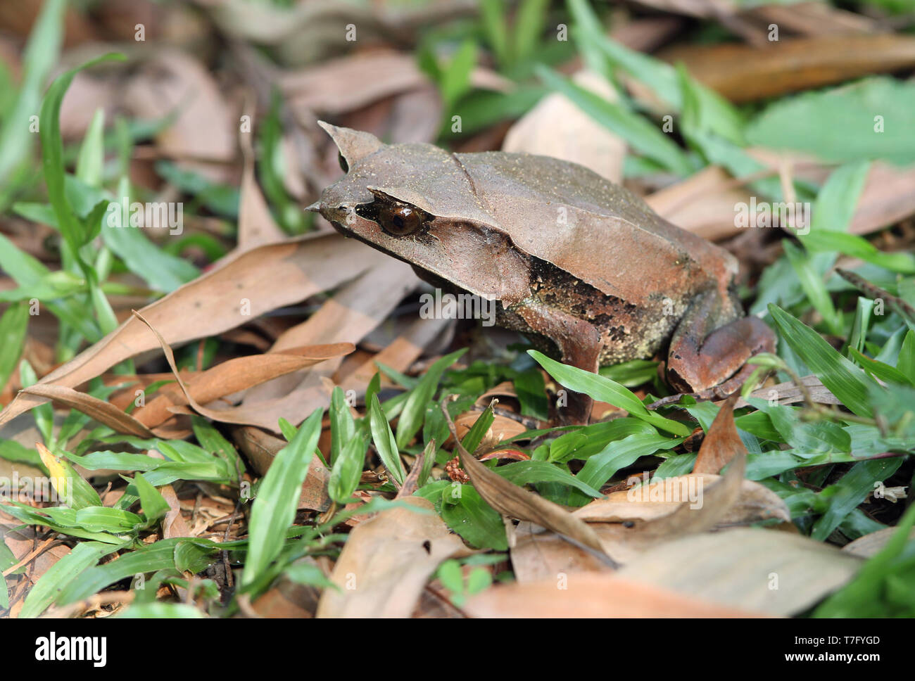 A becco lungo rana cornuta (Megophrys nasuta), anche conoscere e malese Rana cornuta (o: la malese rana foglia) è una specie di rane limitato al rainfores Foto Stock
