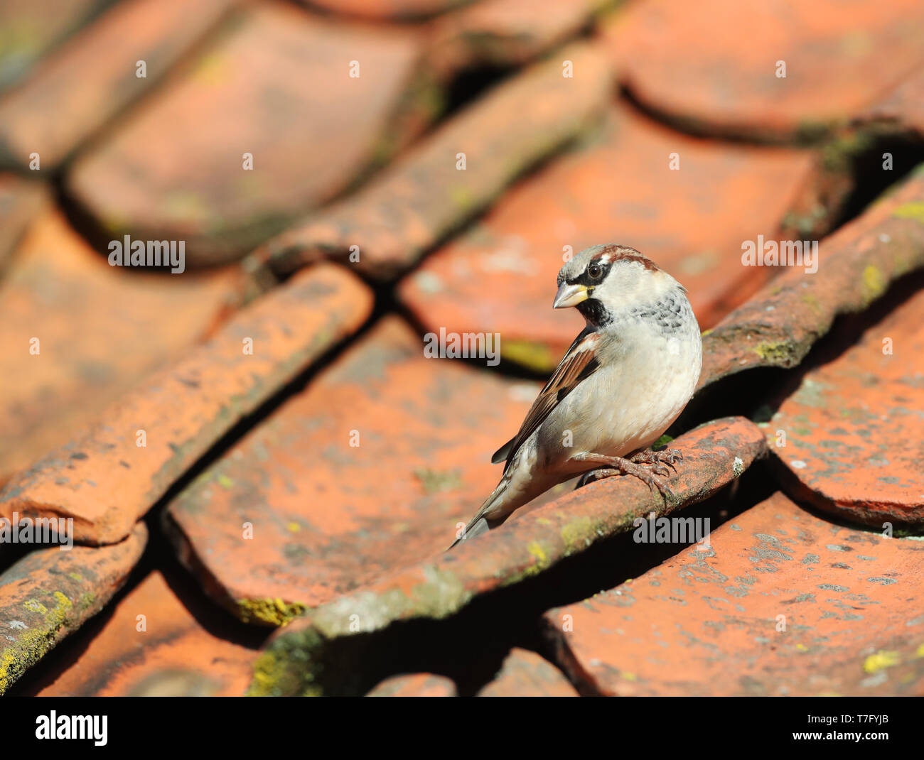 Maschio di autunno casa passero (Passer domesticus) su un tetto con antiche tegole su Vlieland, Paesi Bassi. Guardando sopra la spalla. Foto Stock