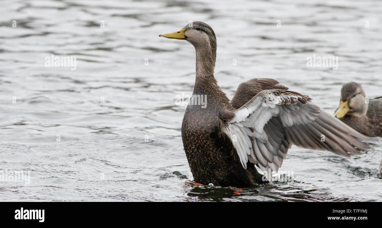 American Black Duck (Anas rubripes) nuotare in un lago urbano in inverno in Nord America. Sbattono le sue ali. Foto Stock