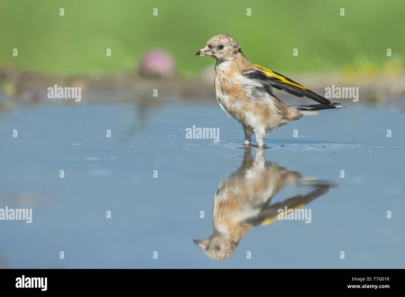 Immaturo Cardellino europeo, Onvolwassen Putter Foto Stock