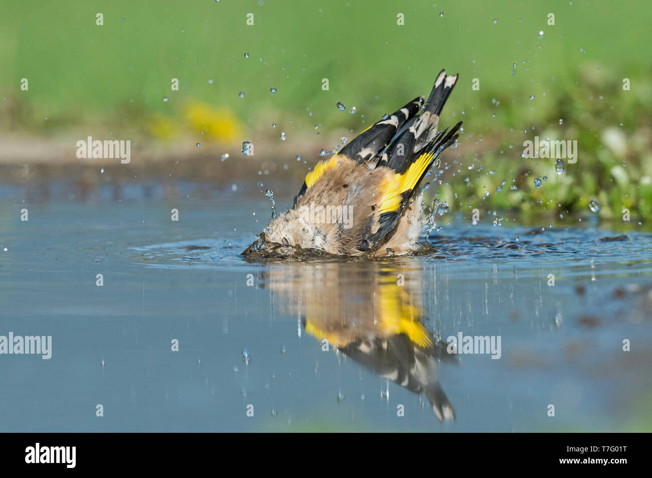 Immaturo Cardellino europeo, Onvolwassen Putter Foto Stock